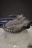 20046 - Well Prepared "Flying" 1.70 Inch Hollardops merocristata Middle Devonian Trilobite