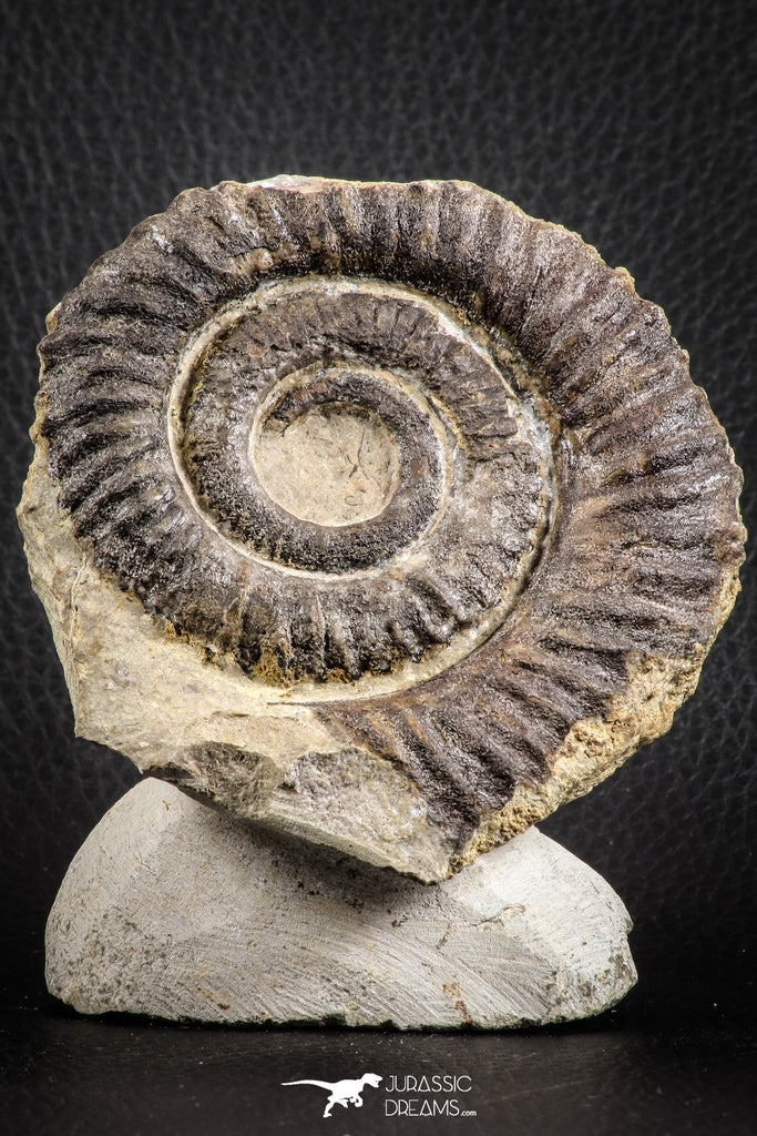 07142 - Top Beautiful 3.34 Inch Anetoceras sp Devonian Ammonite