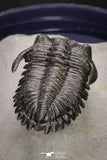 20046 - Well Prepared "Flying" 1.70 Inch Hollardops merocristata Middle Devonian Trilobite