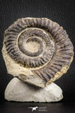 07142 - Top Beautiful 3.34 Inch Anetoceras sp Devonian Ammonite