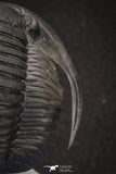 20047 - Top Quality "Flying" 1.32 Inch Cornuproetus sp Middle Devonian Trilobite