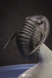 20047 - Top Quality "Flying" 1.32 Inch Cornuproetus sp Middle Devonian Trilobite