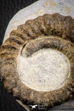 07143 - Top Beautiful 2.89 Inch Anetoceras sp Devonian Ammonite