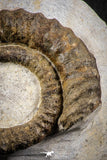 07143 - Top Beautiful 2.89 Inch Anetoceras sp Devonian Ammonite