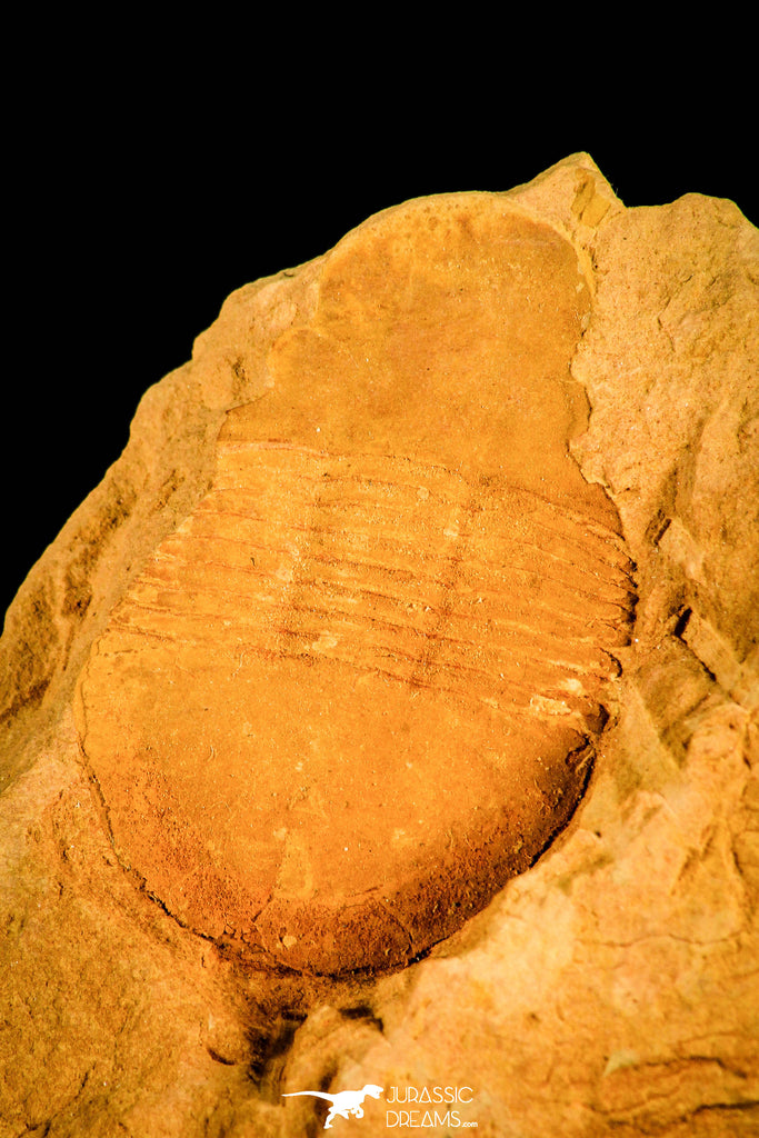 30144 - Top Well Preserved 1.39 Inch Tsinania laebigate Cambrian Trilobite - China