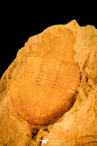 30144 - Top Well Preserved 1.39 Inch Tsinania laebigate Cambrian Trilobite - China