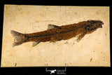 30145- Rare Large 17.44 Inch Notogoneus osculus Fossil Fish - Scarce Species - Eocene Wyoming