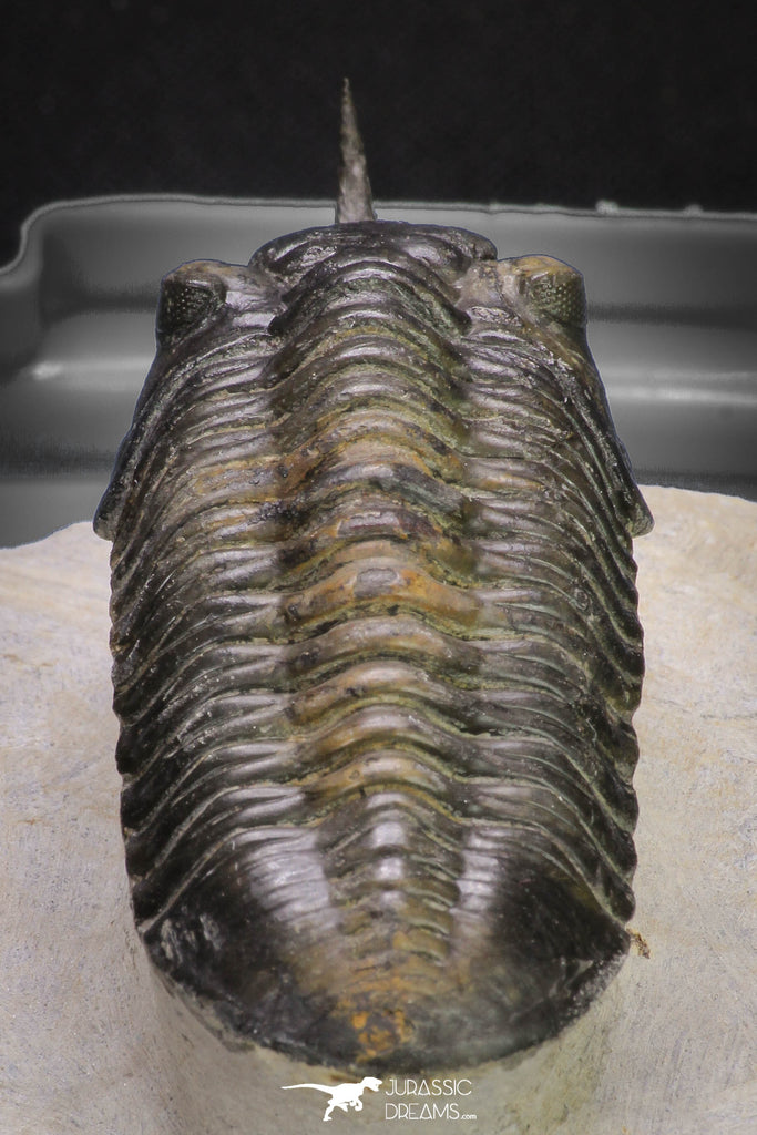 20048 - Well Prepared "Flying" 2.65 Inch Morocconites malladoides Middle Devonian Trilobite