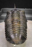 20048 - Well Prepared "Flying" 2.65 Inch Morocconites malladoides Middle Devonian Trilobite
