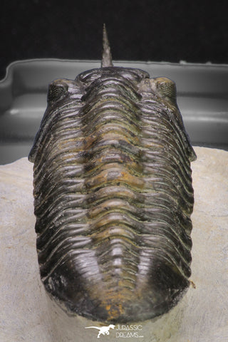 20048 - Well Prepared "Flying" 2.65 Inch Morocconites malladoides Middle Devonian Trilobite