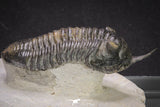 20048 - Well Prepared "Flying" 2.65 Inch Morocconites malladoides Middle Devonian Trilobite