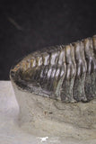 20048 - Well Prepared "Flying" 2.65 Inch Morocconites malladoides Middle Devonian Trilobite