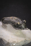 20048 - Well Prepared "Flying" 2.65 Inch Morocconites malladoides Middle Devonian Trilobite