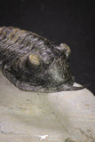 20048 - Well Prepared "Flying" 2.65 Inch Morocconites malladoides Middle Devonian Trilobite