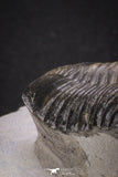 20048 - Well Prepared "Flying" 2.65 Inch Morocconites malladoides Middle Devonian Trilobite