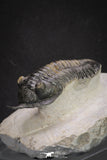 20048 - Well Prepared "Flying" 2.65 Inch Morocconites malladoides Middle Devonian Trilobite