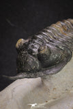 20048 - Well Prepared "Flying" 2.65 Inch Morocconites malladoides Middle Devonian Trilobite