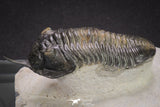 20048 - Well Prepared "Flying" 2.65 Inch Morocconites malladoides Middle Devonian Trilobite