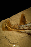 30148- Museum Grade Association Rhombopterygia + Libanopristis + Shrimps - Cretaceous Lebanon