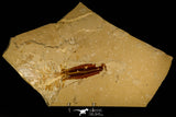 30148- Museum Grade Association Rhombopterygia + Libanopristis + Shrimps - Cretaceous Lebanon