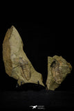 21114 - Rare Bavarilla zemmourensis Lower Ordovician Trilobite Fezouata Fm