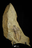 21114 - Rare Bavarilla zemmourensis Lower Ordovician Trilobite Fezouata Fm