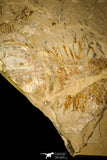 30148- Museum Grade Association Rhombopterygia + Libanopristis + Shrimps - Cretaceous Lebanon