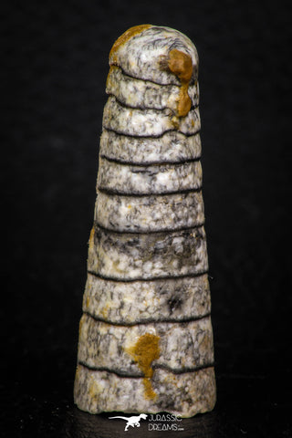 05332 - Top Beautiful 1.86 Inch Orthoceras Devonian Cephalopod