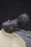20050 - Top Well Prepared "Flying" 2.28 Inch Paralejurus spatuliformis Devonian Trilobite