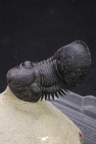 20050 - Top Well Prepared "Flying" 2.28 Inch Paralejurus spatuliformis Devonian Trilobite