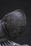 20050 - Top Well Prepared "Flying" 2.28 Inch Paralejurus spatuliformis Devonian Trilobite