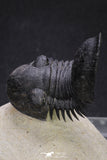 20050 - Top Well Prepared "Flying" 2.28 Inch Paralejurus spatuliformis Devonian Trilobite