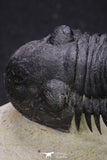 20050 - Top Well Prepared "Flying" 2.28 Inch Paralejurus spatuliformis Devonian Trilobite