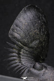 20050 - Top Well Prepared "Flying" 2.28 Inch Paralejurus spatuliformis Devonian Trilobite