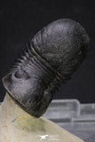 20050 - Top Well Prepared "Flying" 2.28 Inch Paralejurus spatuliformis Devonian Trilobite