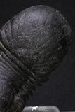 20050 - Top Well Prepared "Flying" 2.28 Inch Paralejurus spatuliformis Devonian Trilobite