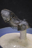 20051 - Top Well Prepared "Flying" 2.44 Inch Paralejurus spatuliformis Devonian Trilobite
