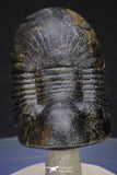 20051 - Top Well Prepared "Flying" 2.44 Inch Paralejurus spatuliformis Devonian Trilobite