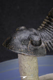 20051 - Top Well Prepared "Flying" 2.44 Inch Paralejurus spatuliformis Devonian Trilobite