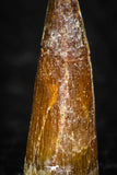08172 - Well Preserved 1.00 Inch Spinosaurus Dinosaur Tooth Cretaceous