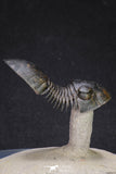 20051 - Top Well Prepared "Flying" 2.44 Inch Paralejurus spatuliformis Devonian Trilobite