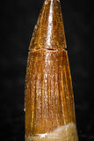 08172 - Well Preserved 1.00 Inch Spinosaurus Dinosaur Tooth Cretaceous