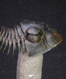 20051 - Top Well Prepared "Flying" 2.44 Inch Paralejurus spatuliformis Devonian Trilobite