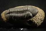 07151 - Top Rare Detailed 2.92 Inch Reedops sp Lower Devonian Trilobite