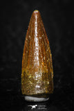 08176 - Well Preserved 0.85 Inch Spinosaurus Dinosaur Tooth Cretaceous