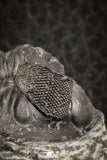 07152 - Superb Bug Eyed 2.02 Inch Coltraneia effelesa Middle Devonian Trilobite