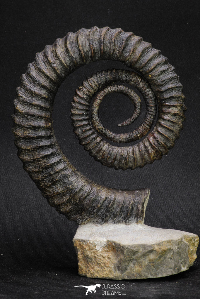 20054 - Premium Grade 4.33 Inch Anetoceras sp Devonian Ammonite "Free Standing Preparation"
