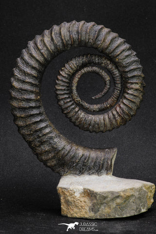 20054 - Premium Grade 4.33 Inch Anetoceras sp Devonian Ammonite "Free Standing Preparation"