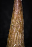 08178 - Well Preserved 0.94 Inch Spinosaurus Dinosaur Tooth Cretaceous