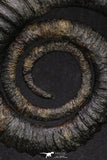 20054 - Premium Grade 4.33 Inch Anetoceras sp Devonian Ammonite "Free Standing Preparation"